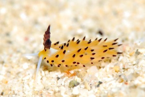 ツルガチゴミノウミウシ