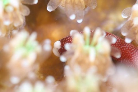 チンヨウジウオ