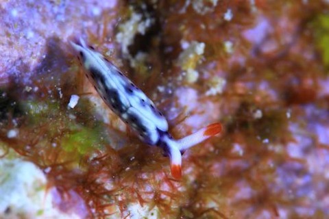 ヨゾラミドリガイ