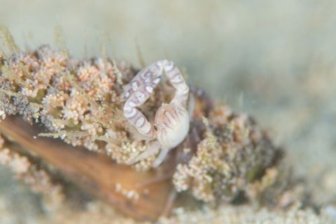 ウミシャボテンカニダマシ