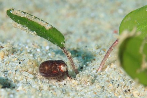ダンゴイカ科の1種