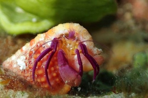 ムラサキゼブラヤドカリ