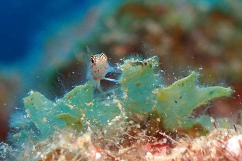 アカホシイソハゼ