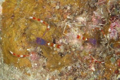 ステノプス・テヌイロストリス