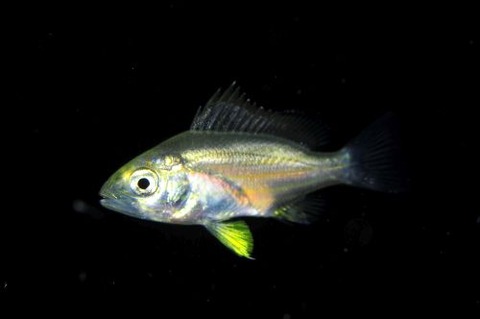 刺激的な水中生物