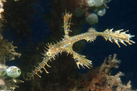 ニシキフウライウオ