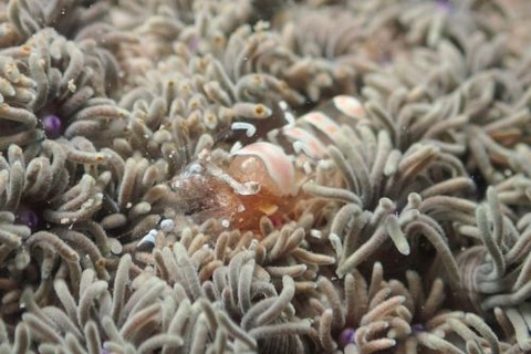 ハモポントニア・コラリコーラ