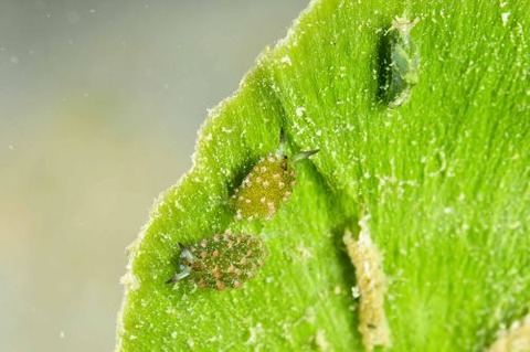 クサイロモウミウシ