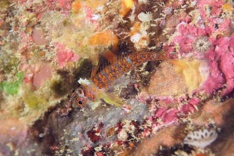 ミカンヘビギンポ