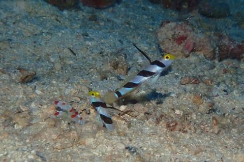 ヒレナガネジリンボウ