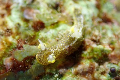 ハナサキセンヒメウミウシ