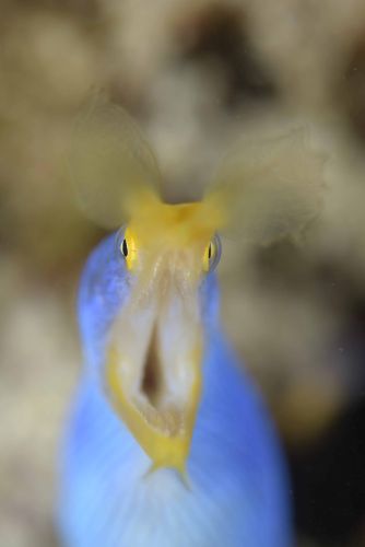 ハナヒゲウツボ