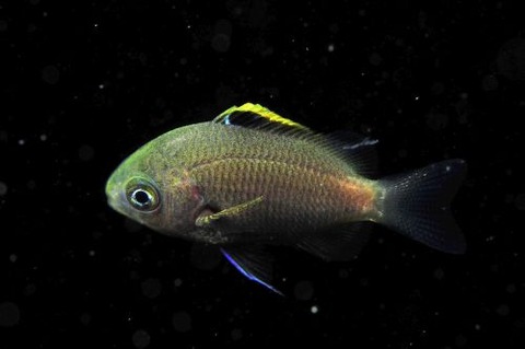 刺激的な水中生物