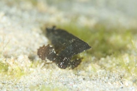 ツマジロオコゼ