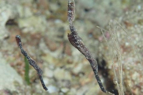 Solenostomus halimeda