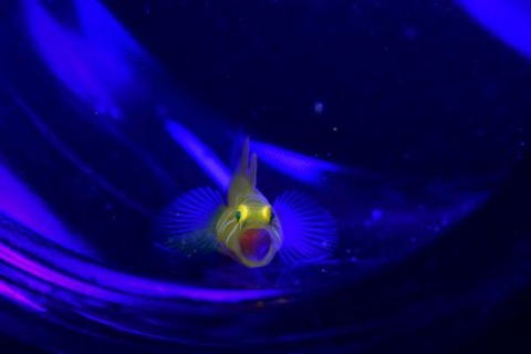 イレズミミジンベニハゼ