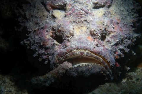 オニダルマオコゼ