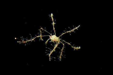 刺激的な水中生物