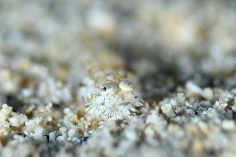 ヒゲモジャハゼ