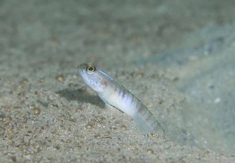 ツバメクサハゼ