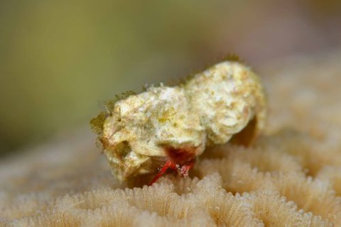 ウェルコイア・インテルゥプタ