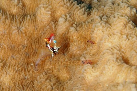 カメンカクレエビ