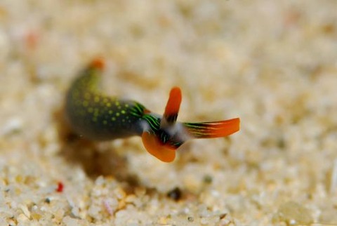 ハナミドリガイ