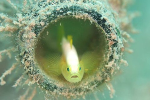 ナカモトイロワケハゼ