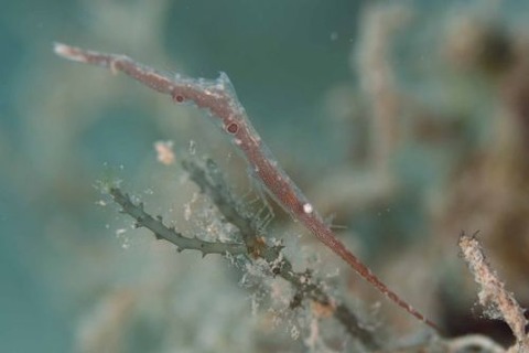 トガリモエビ属の1種