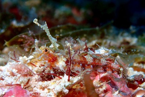 ヘビギンポ科の1種