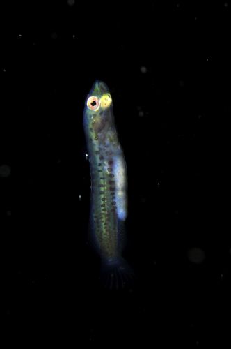 刺激的な水中生物