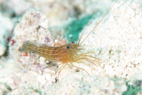 タメトモアカモエビ