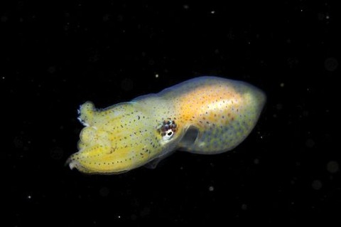 刺激的な水中生物