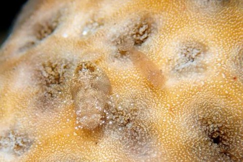 カクレモエビ属の1種