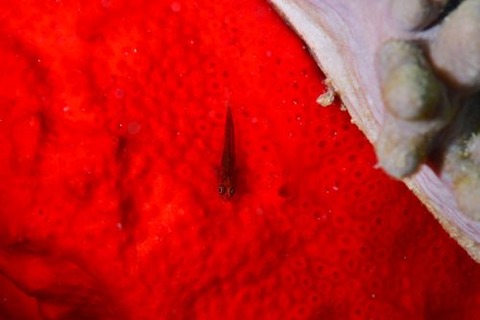 ウミショウブハゼ属の1種