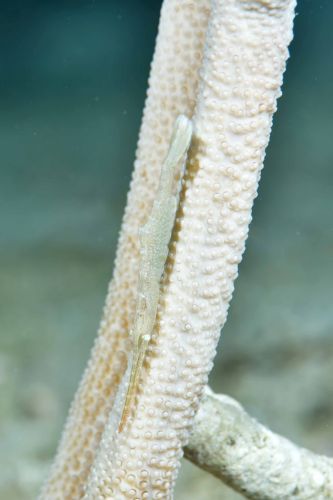 トガリモエビ属の1種