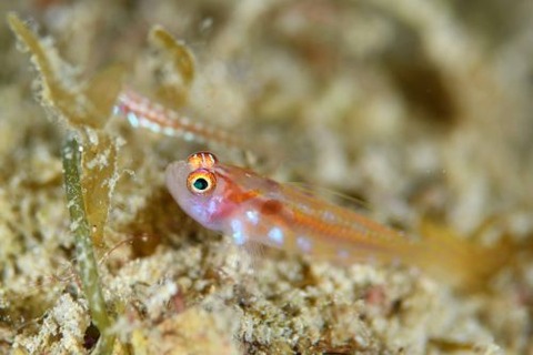 カタボシニシキベニハゼ