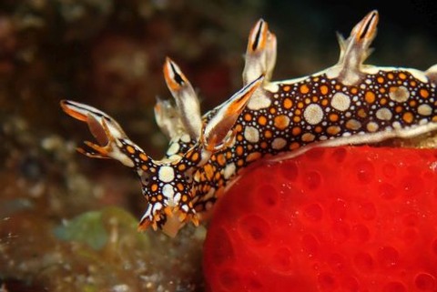 ヒオドシユビウミウシ