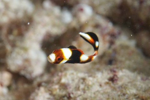 ムスジコショウダイ