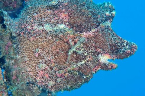 オオモンカエルアンコウ