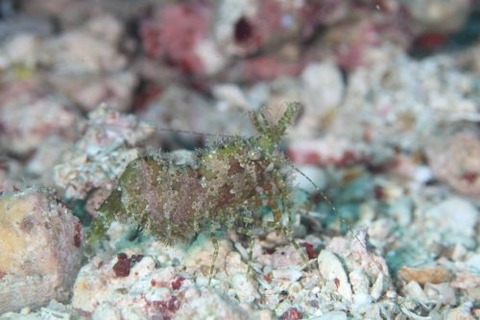 フシウデサンゴモエビ