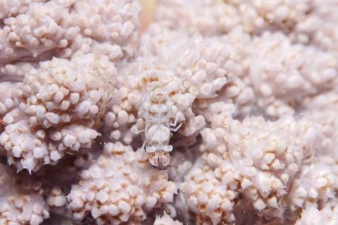 マルミカクレモエビ