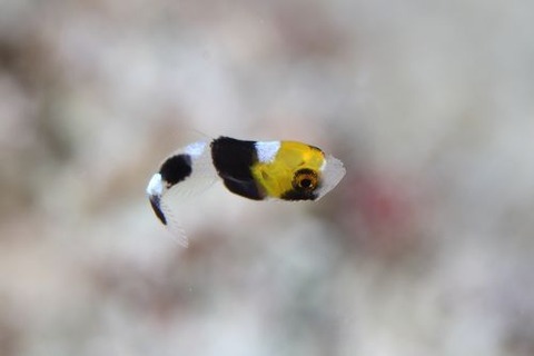 ムスジコショウダイ