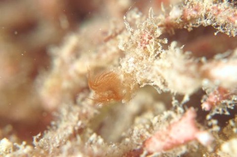 フィコカリス・シムランス