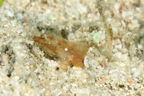 ツマジロオコゼ