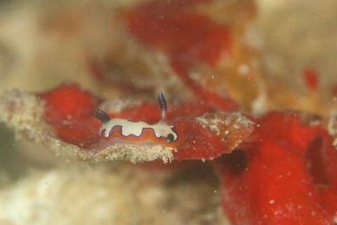 フジナミウミウシ