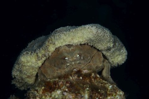 カイカムリ科の1種