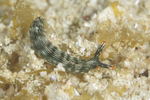 タスジミドリガイ