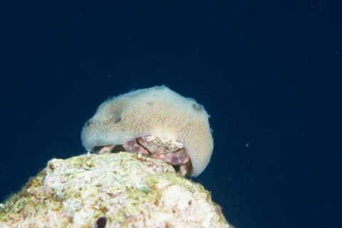 カイカムリ科の1種