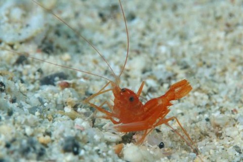 スベスベオトヒメエビ属の1種